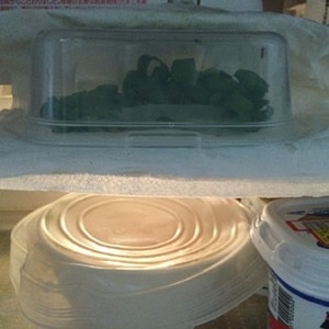 冷蔵庫で長持ち！小ねぎの保存方法～答えは逆さま～
